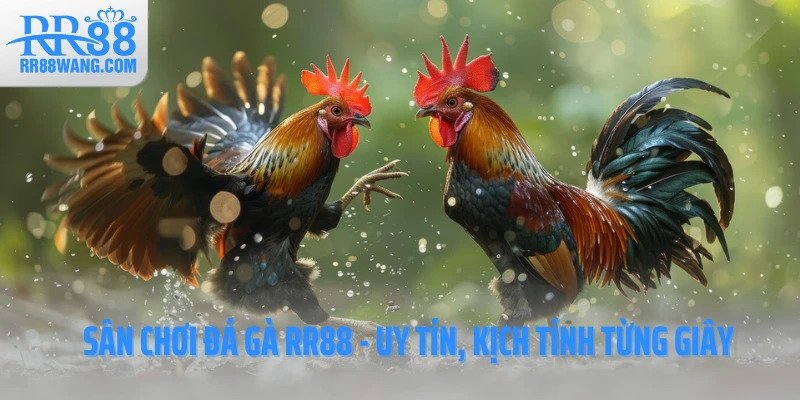 Sân chơi đá gà RR88 - Uy tín, kịch tính từng giây