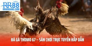 Ảnh đại diện Đá Gà Thomo 67