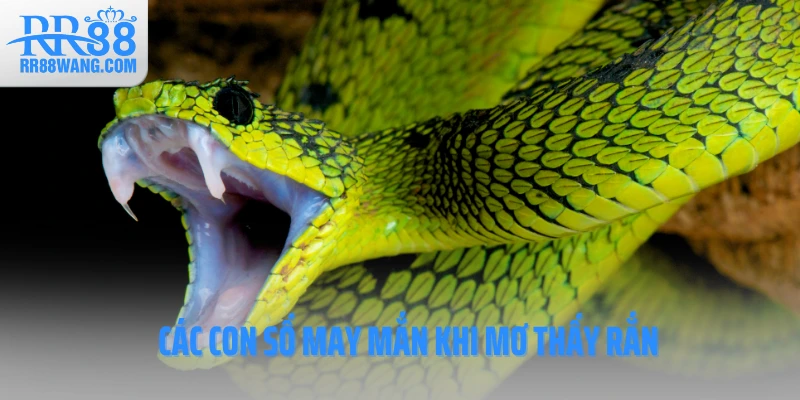 Các con số may mắn khi mơ thấy rắn